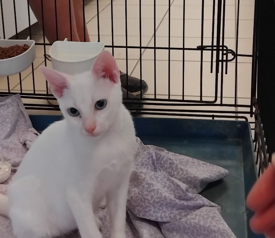White - Chat Européen à adopter