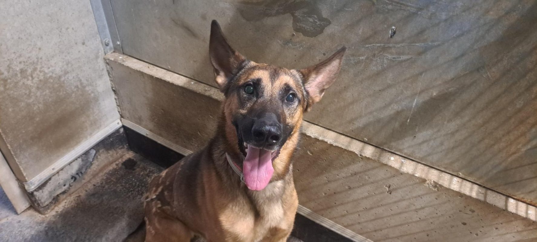 Udji - Chien Berger Allemand à adopter
