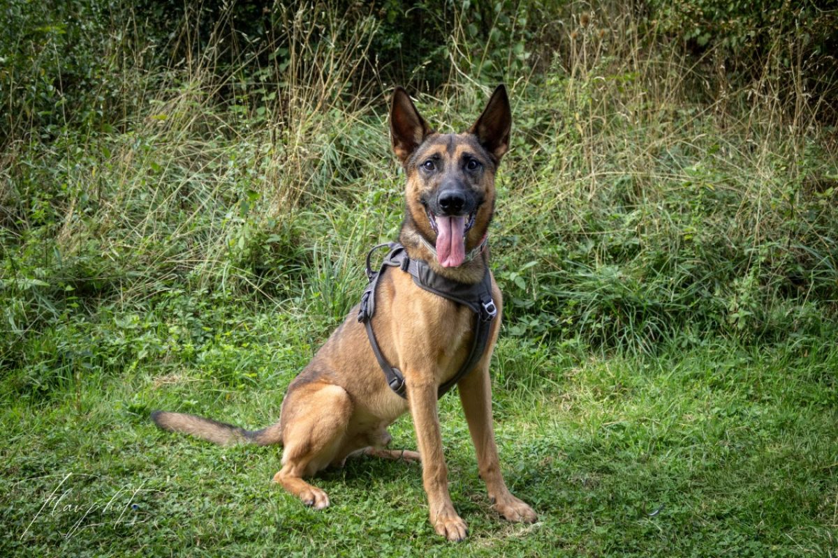 Udji - Chien Berger Allemand à adopter
