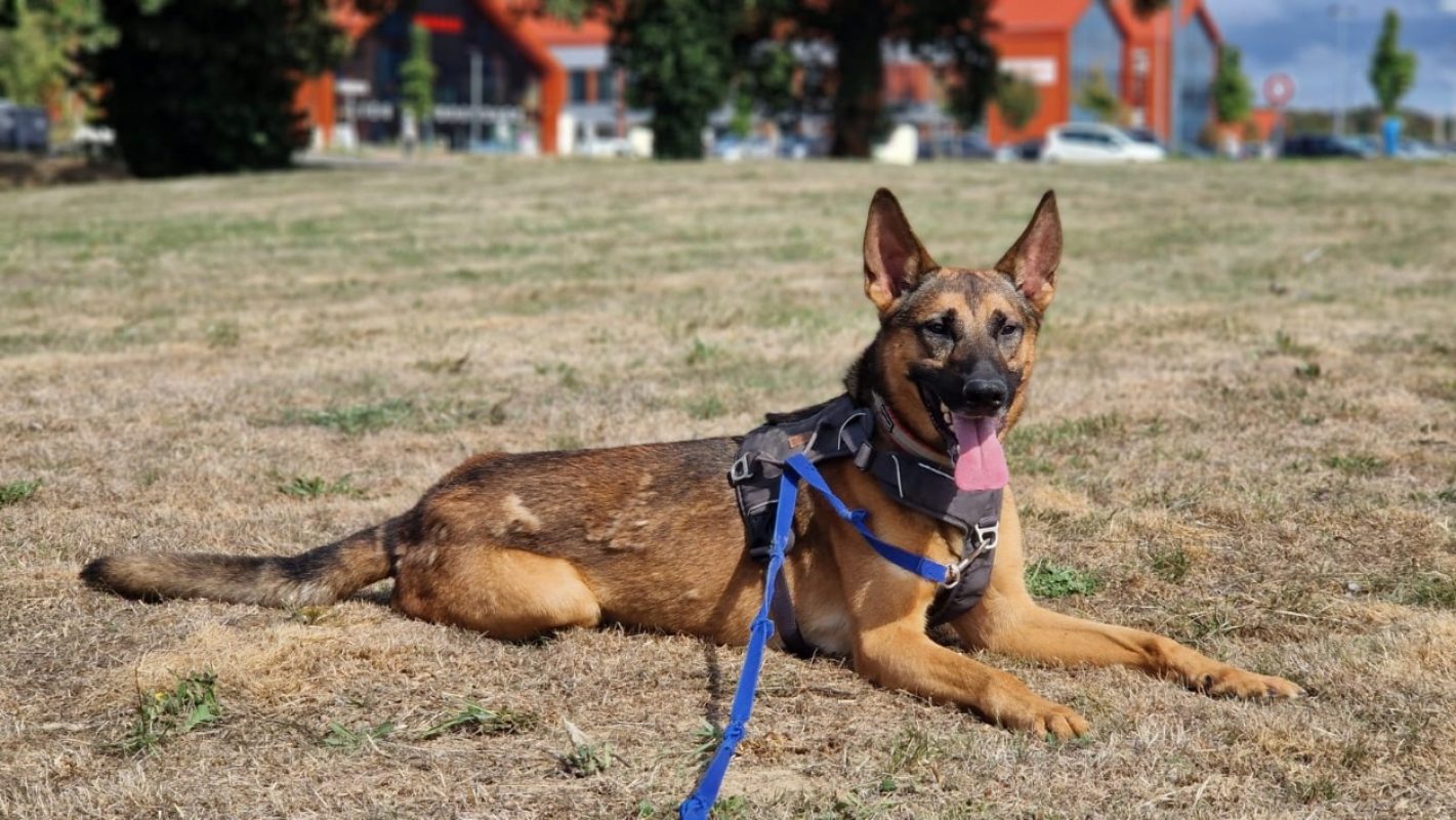 Udji - Chien Berger Allemand à adopter - photo 2