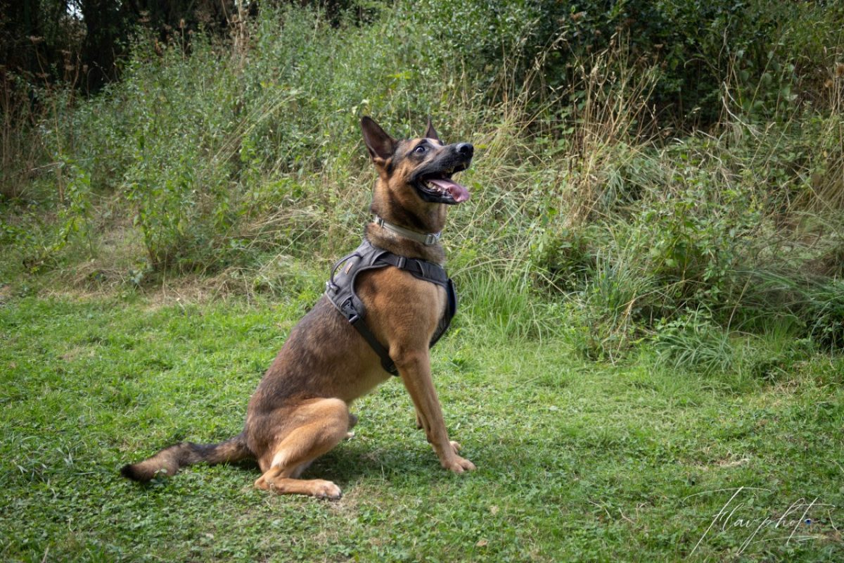 Udji - Chien Berger Allemand à adopter - photo 3