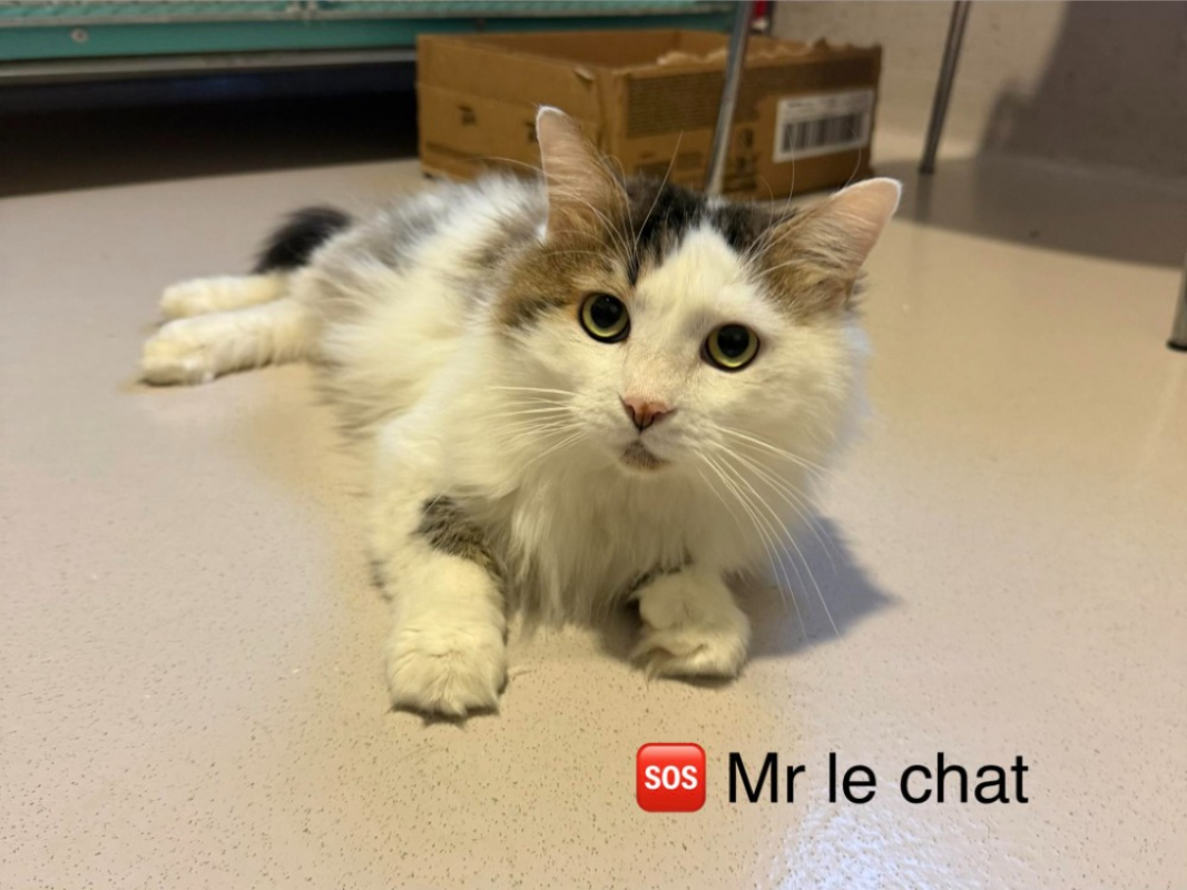 Photo #1 de Mr lechat