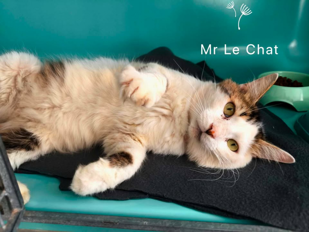 Photo #2 de Mr lechat