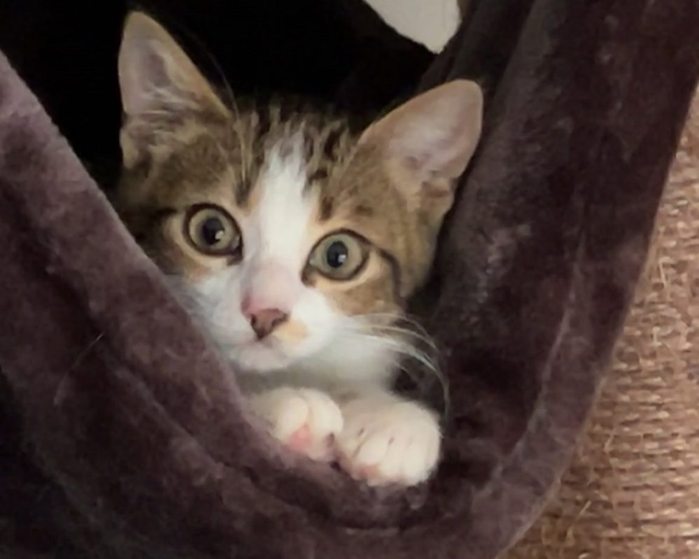 Kylma - Chat Européen à adopter