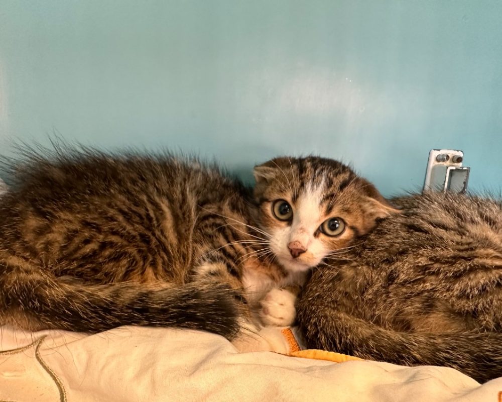 Kylma - Chat Européen à adopter - photo 2