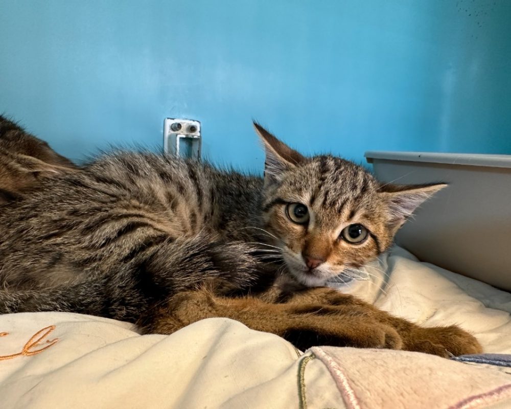 Thanda - Chat Européen à adopter