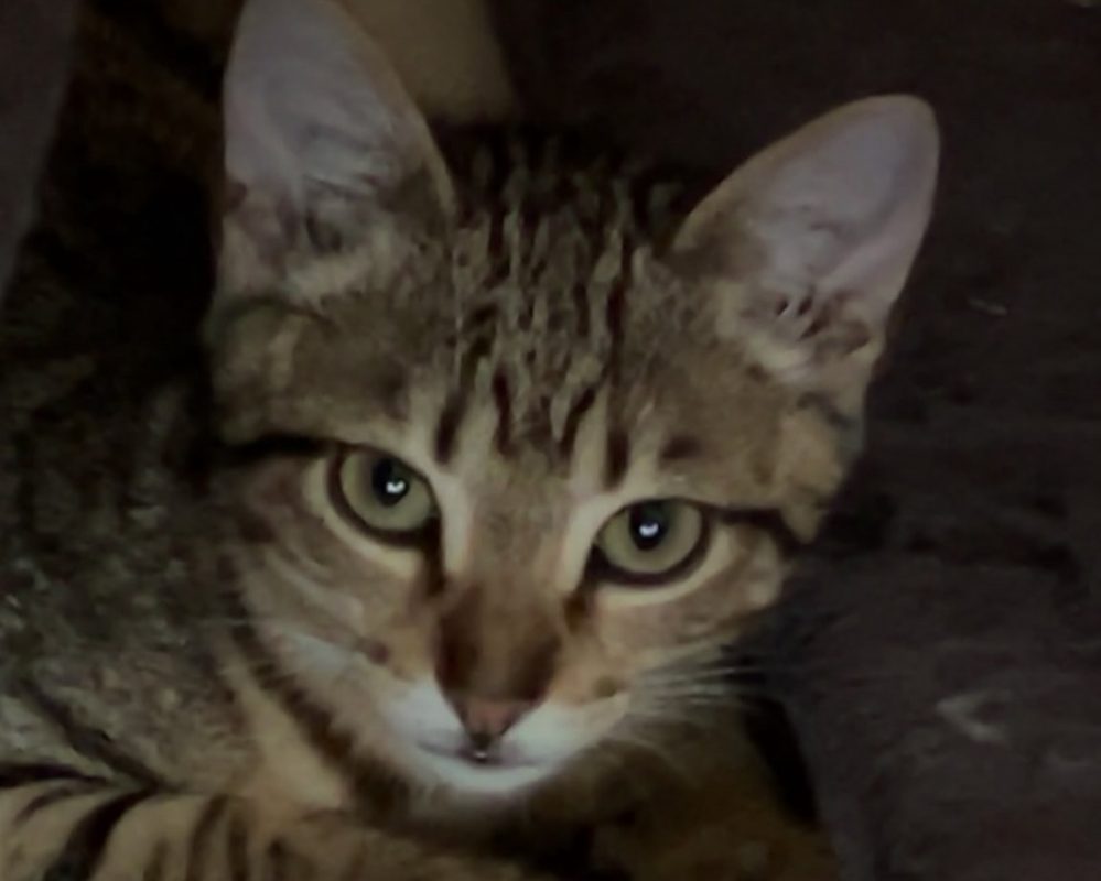 Thanda - Chat Européen à adopter - photo 2