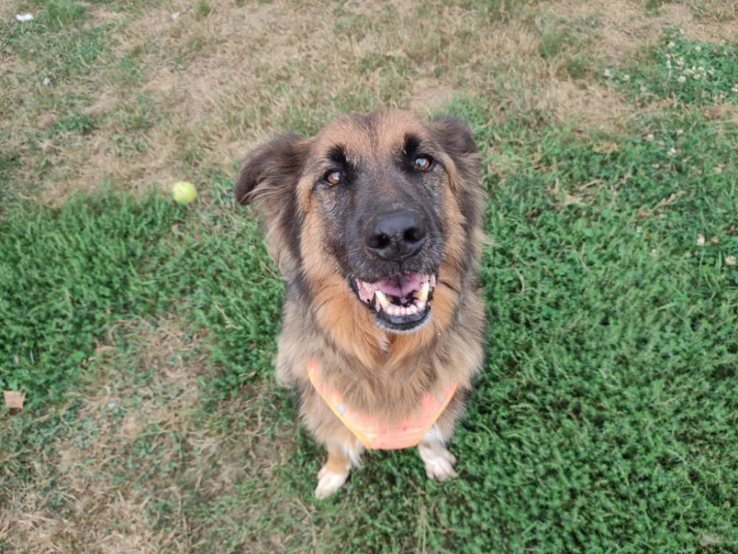 Sam - Chien Berger Belge Malinois à adopter