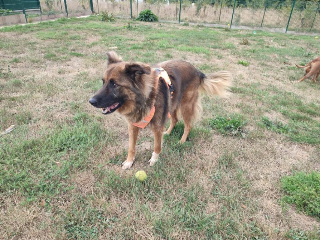 Sam - Chien Berger Belge Malinois à adopter - photo 2