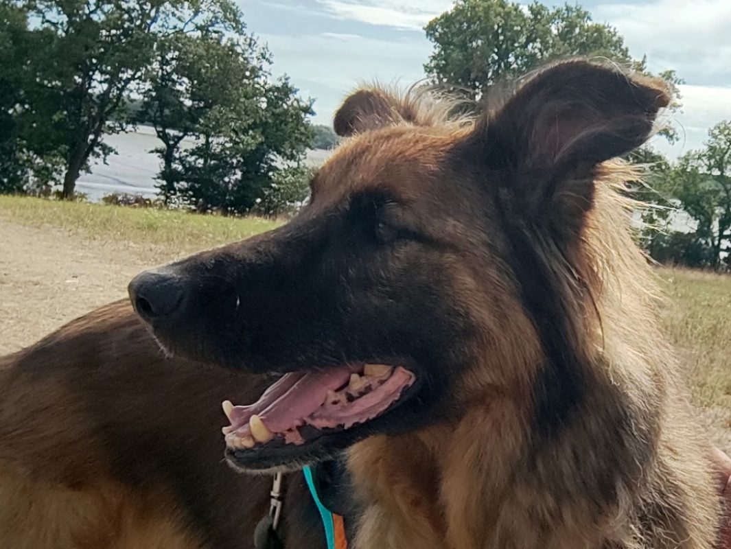 Sam - Chien Berger Belge Malinois à adopter - photo 3