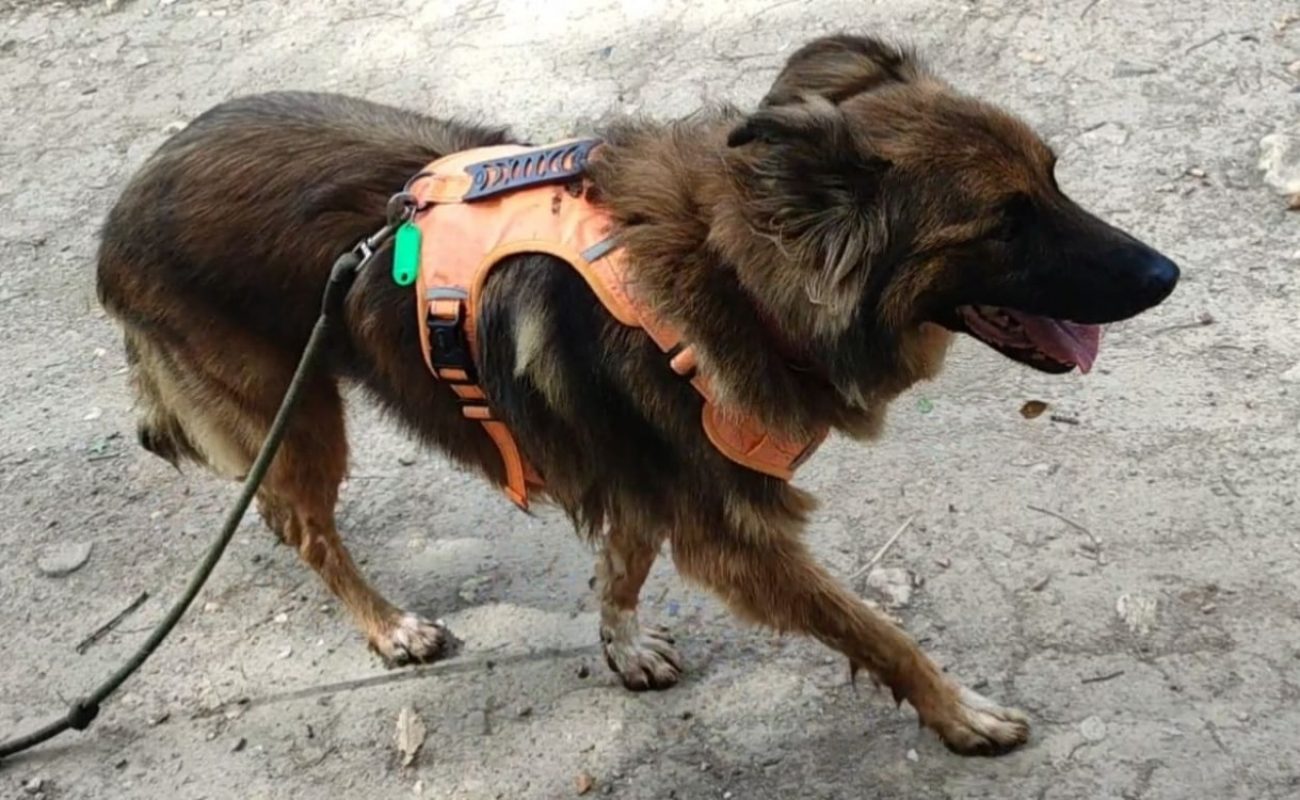 Sam - Chien Berger Belge Malinois à adopter - photo 4