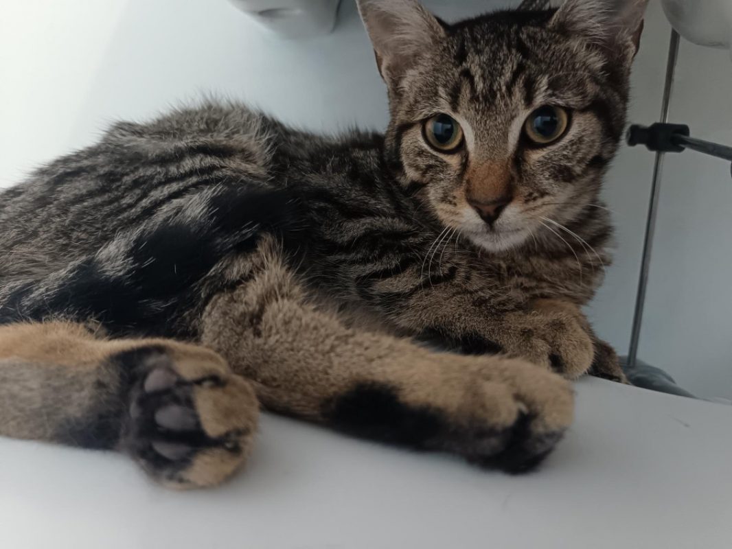 Patacrepe - Chat Européen à adopter