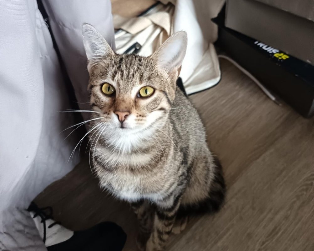 Babacool - Chat Européen à adopter