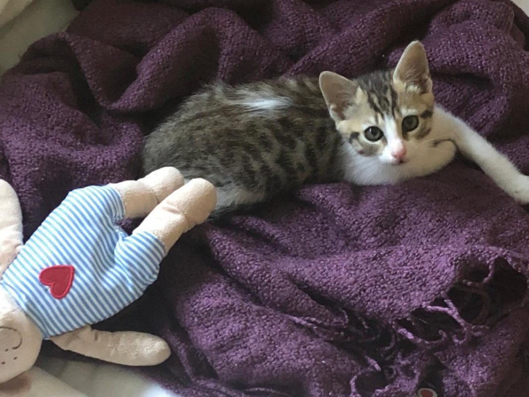 Perle - Chat Européen à adopter