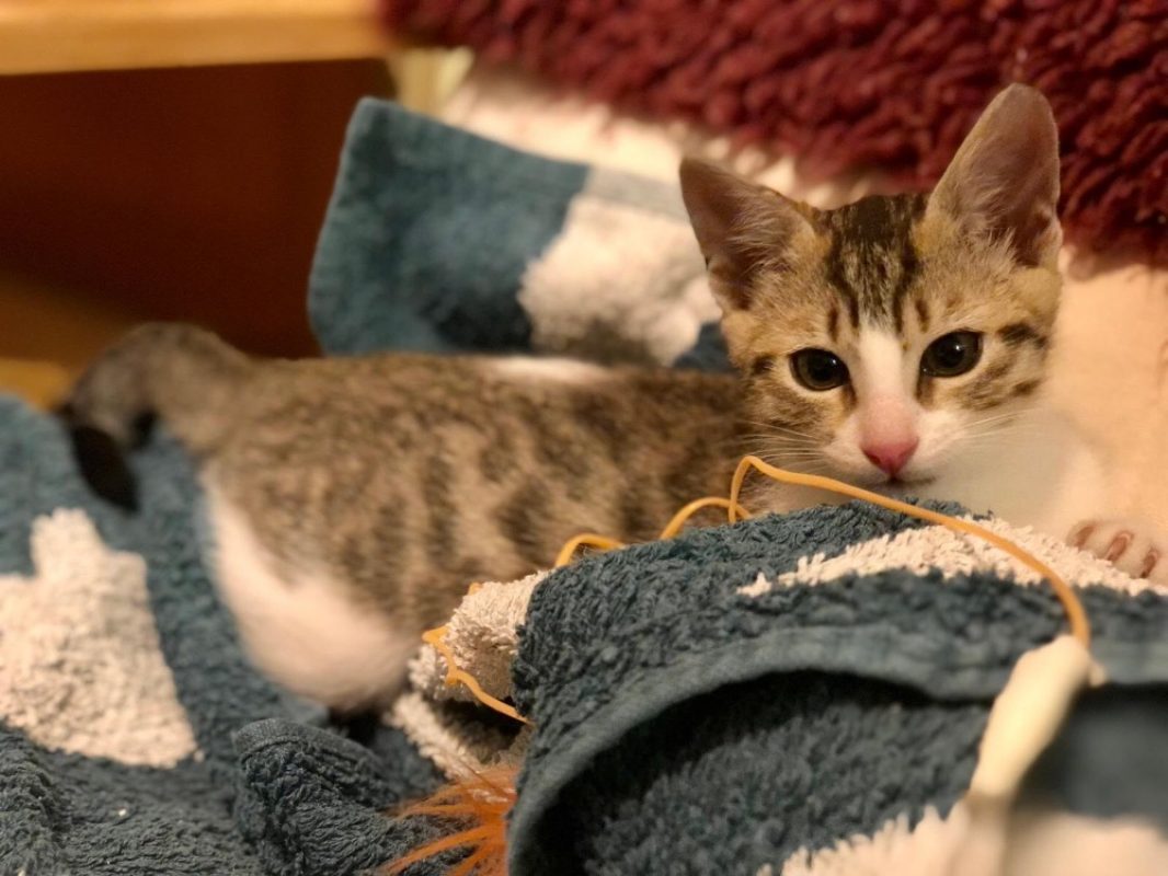 Perle - Chat Européen à adopter - photo 2