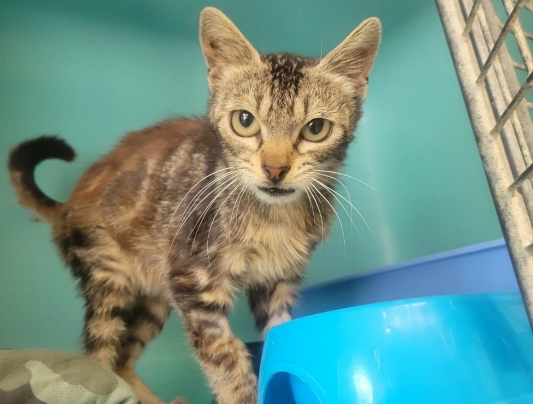 Ours - Chat Européen à adopter