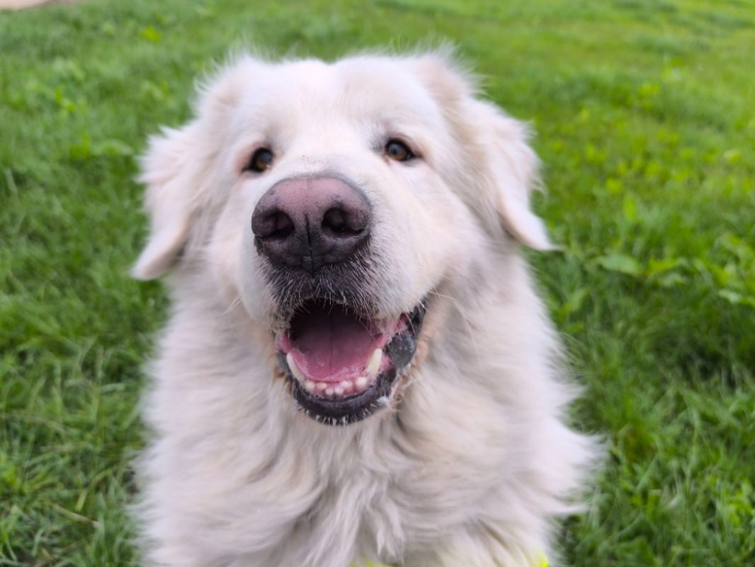 Milo - Chien Berger des Pyrénées à adopter