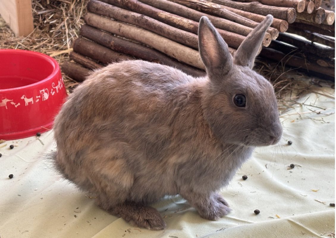 Pesto - Rongeur Lapin à adopter