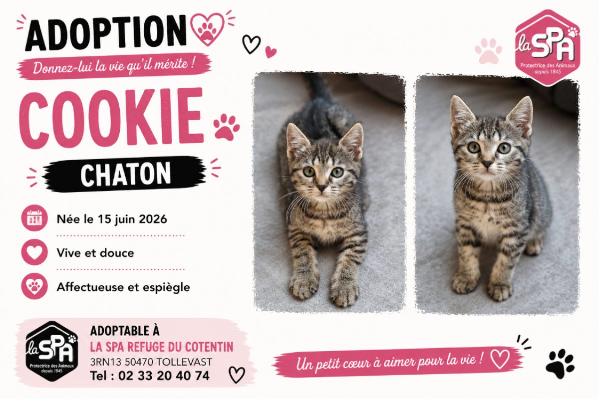 Cookie - Chat Européen à adopter