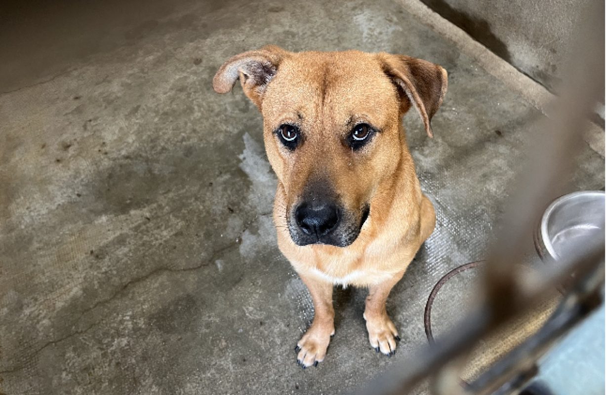 Tayler - Chien à adopter