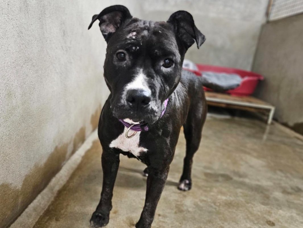 Bella - Chien Bouledogue Américain à adopter