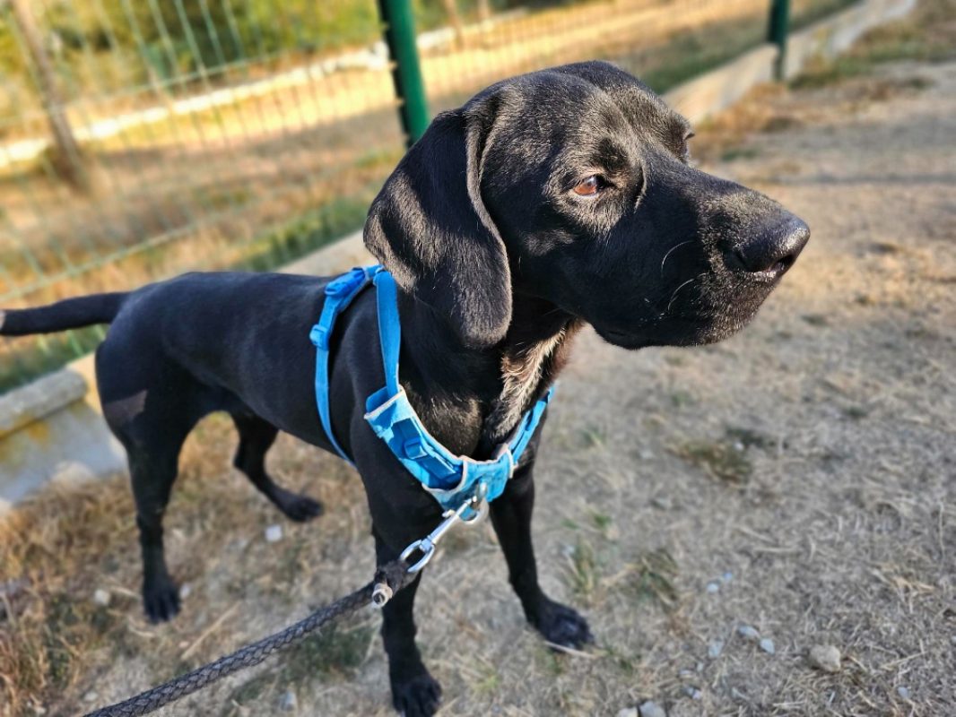 Killy dit aiko - Chien Braque allemand à poil court à adopter