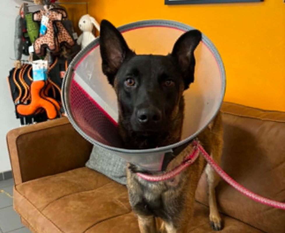 Loki - Chien Berger Belge Malinois à adopter