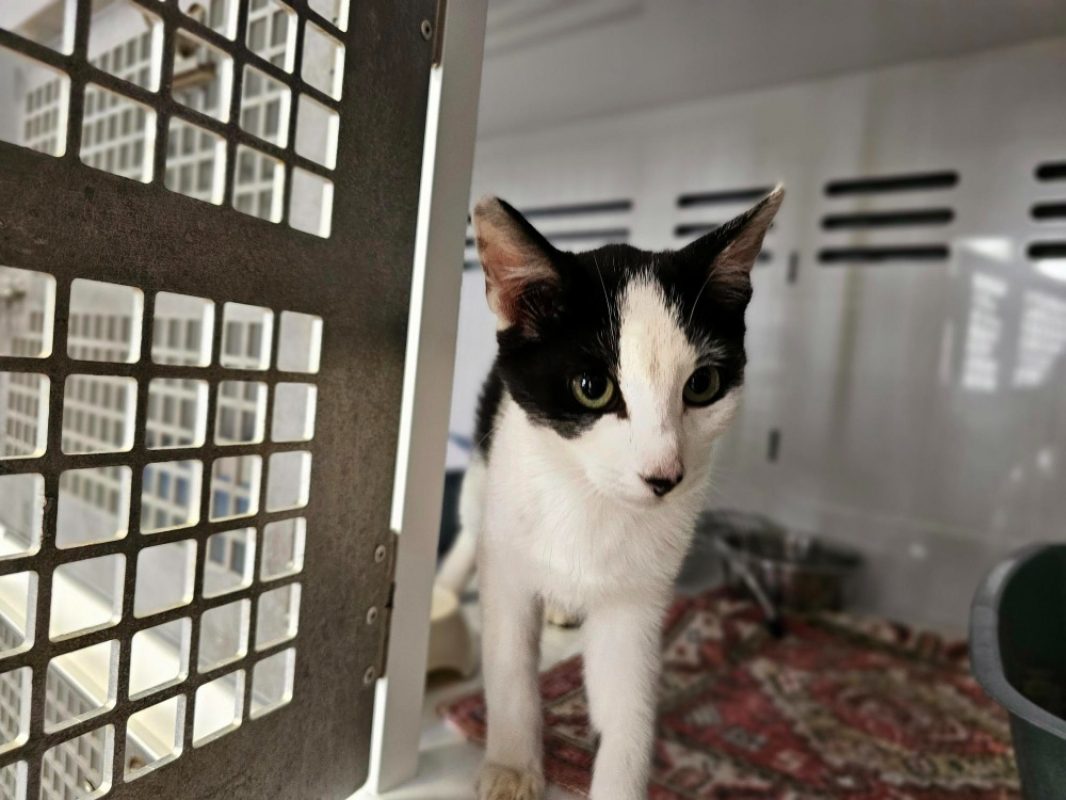 Haribo - Chat Européen à adopter