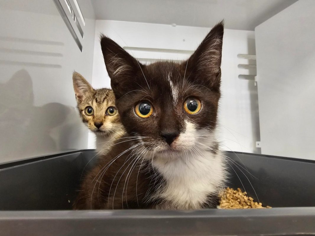 Perla - Chat Européen à adopter
