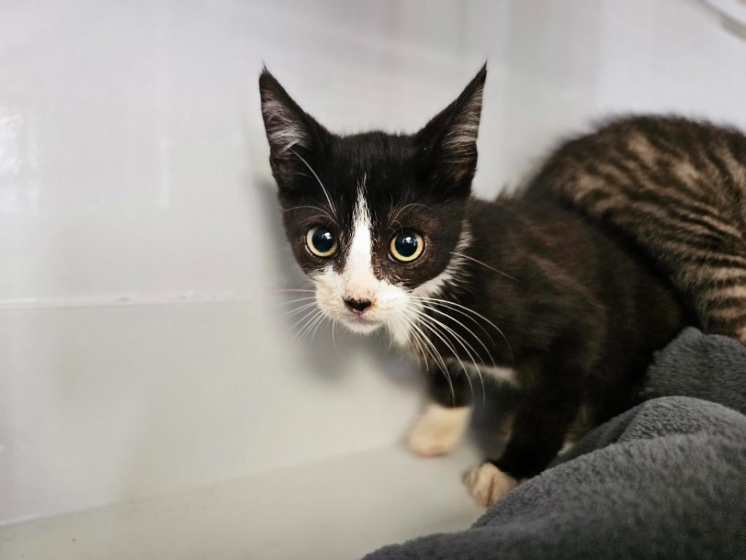 Icare - Chat Européen à adopter