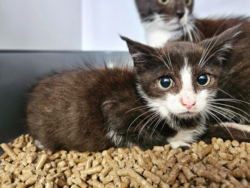 Bao - Chat Européen à adopter
