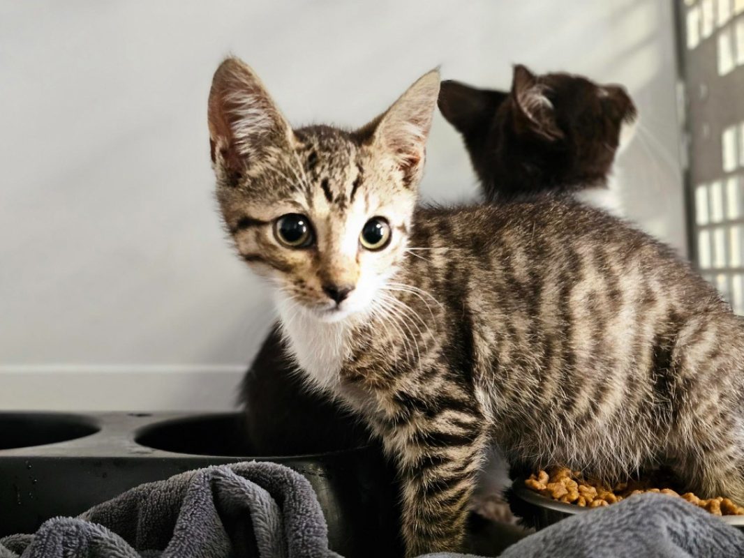 Quincy - Chat Européen à adopter