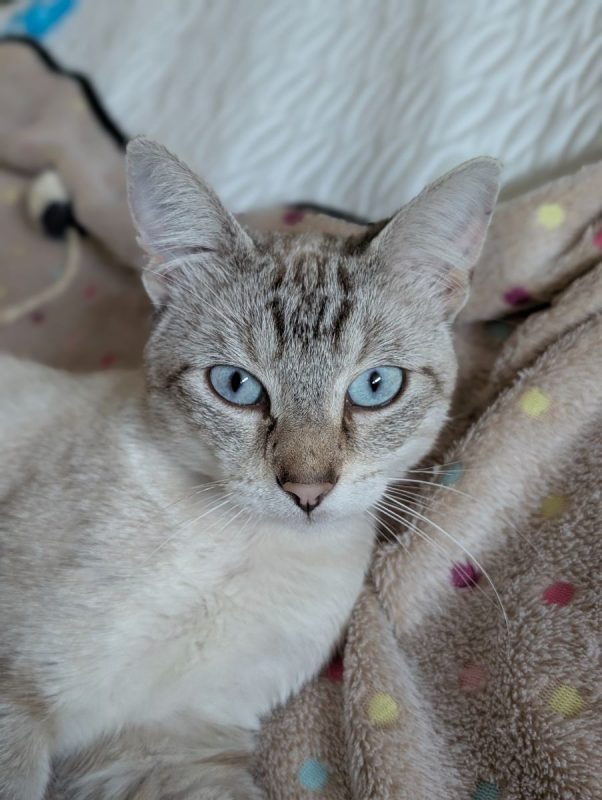 BOB - Chat Européen à adopter - photo 3