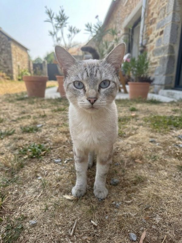 BOB - Chat Européen à adopter - photo 2