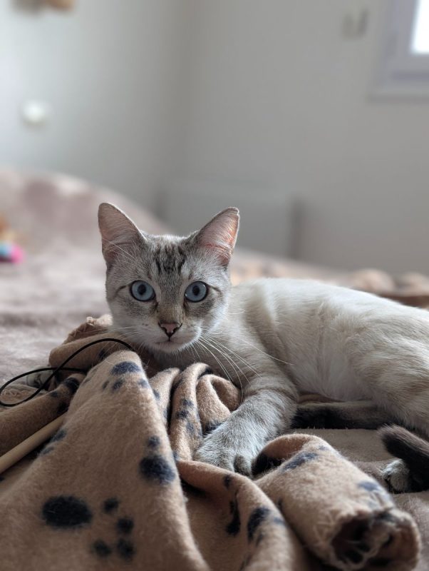 BOB - Chat à adopter - photo 3