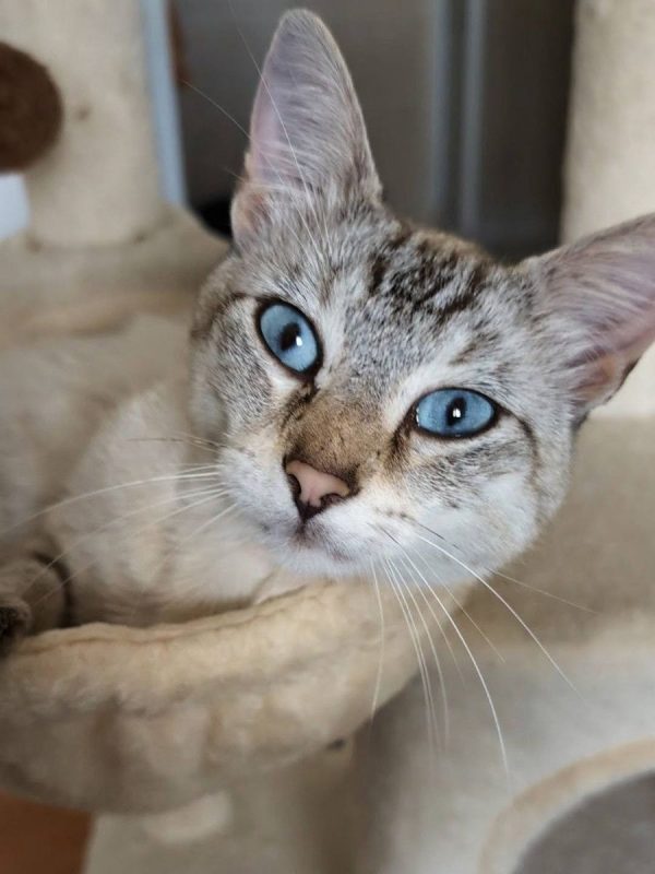 BOB - Chat Européen à adopter
