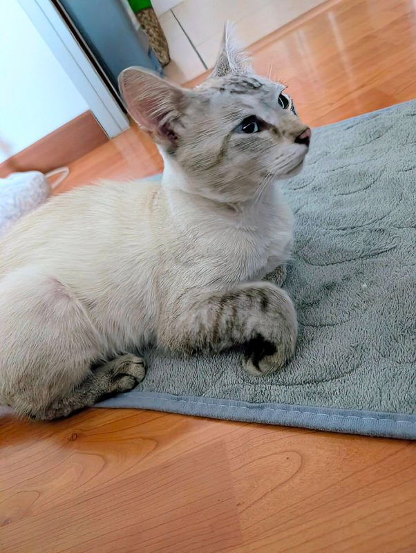 BOB - Chat Européen à adopter - photo 4