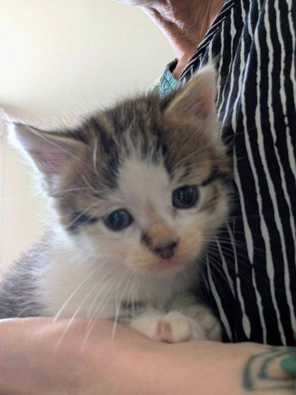 BILLY - Chat à adopter - photo 2