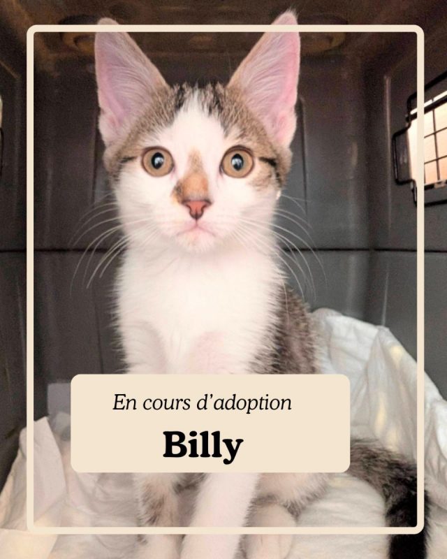 BILLY - Chat à adopter - photo 4