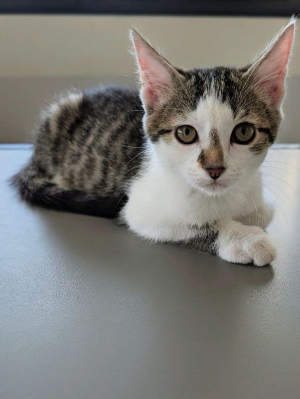 BILLY - Chat à adopter - photo 3