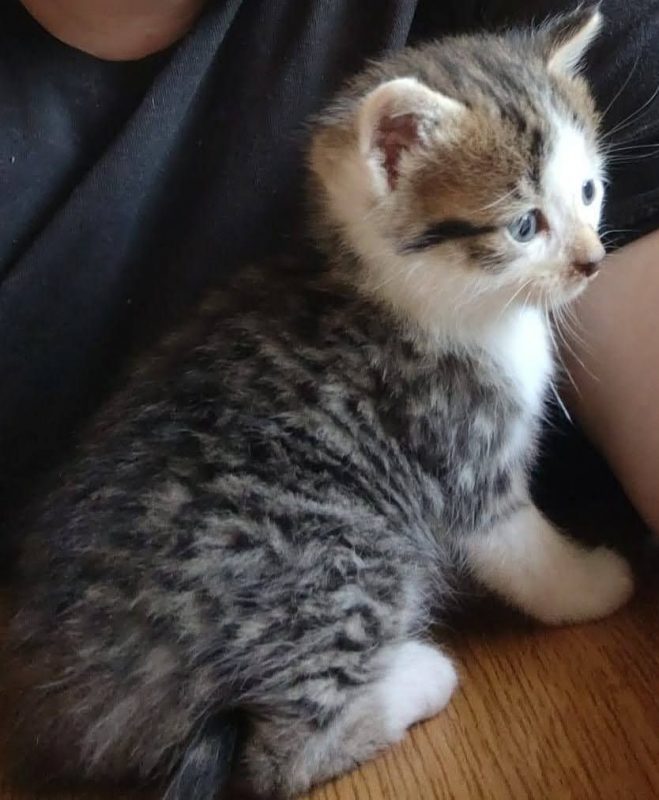 BILLY - Chat à adopter