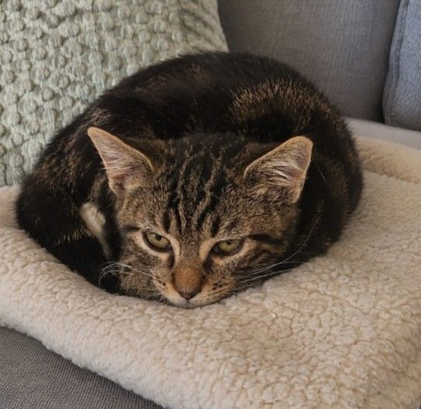 Buzz - Chat Européen à adopter - photo 2
