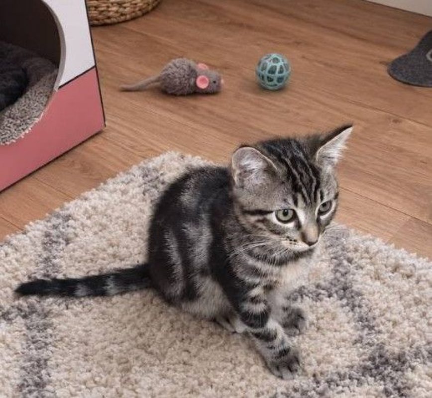 Buzz - Chat Européen à adopter - photo 4