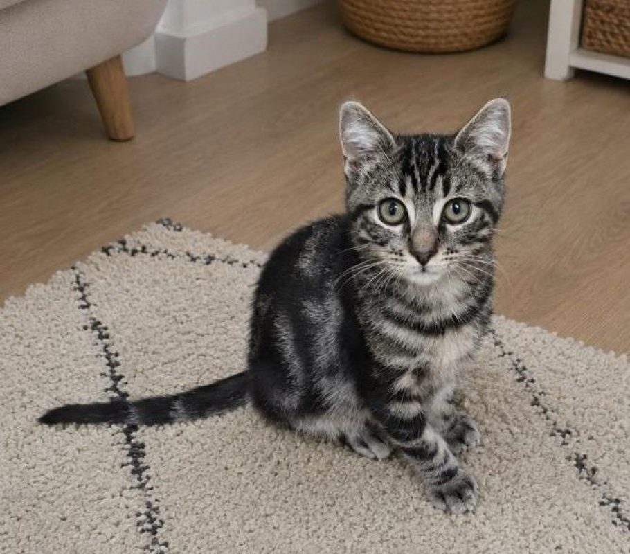 Buzz - Chat Européen à adopter