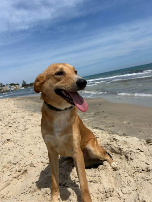 TEDDY - Chien à adopter - photo 8