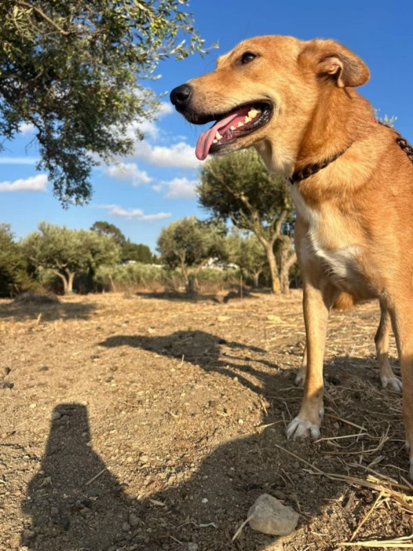 TEDDY - Chien à adopter - photo 7