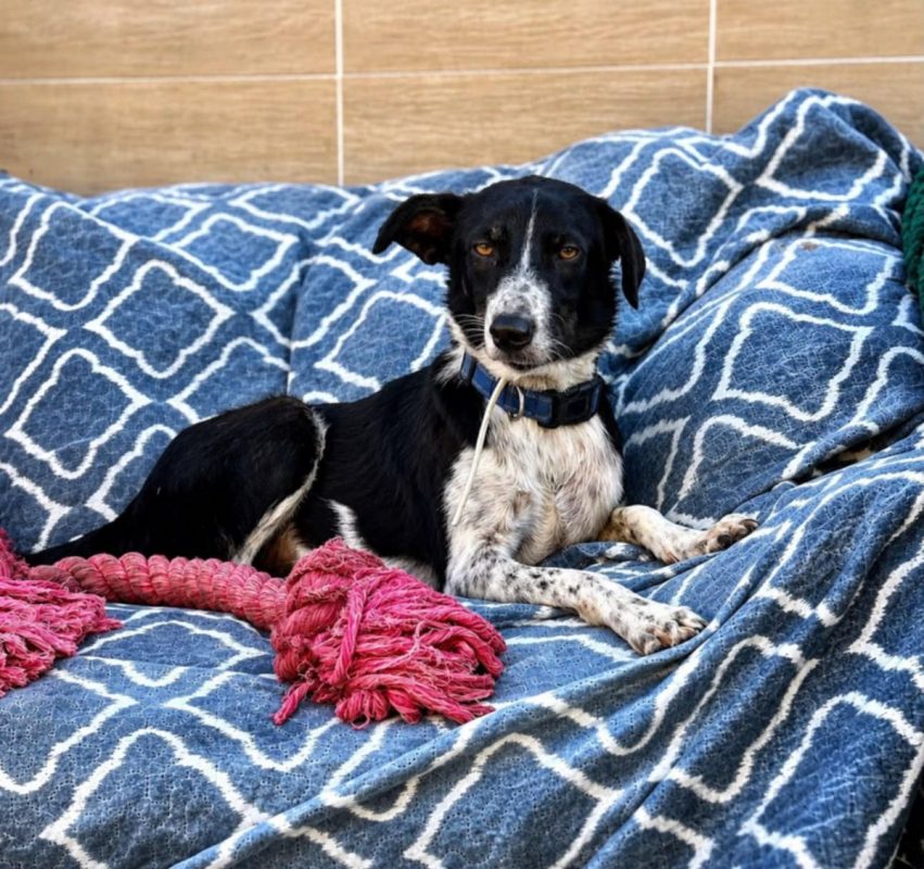 MILA - Chien à adopter - photo 7