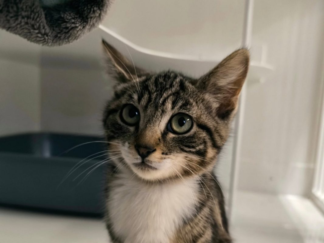 Diesel - Chat Européen à adopter
