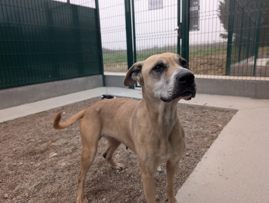 Naya - Chien à adopter