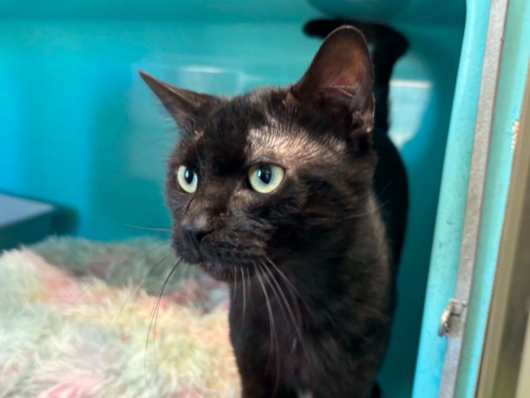 Lewis - Chat Européen à adopter